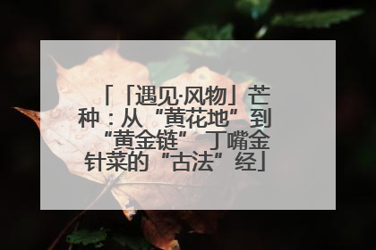 「遇见·风物」芒种：从“黄花地”到“黄金链” 丁嘴金针菜的“古法”经