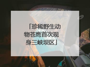 珍稀野生动物苍鹰首次现身三峡坝区