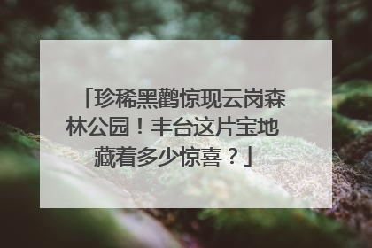 珍稀黑鹳惊现云岗森林公园！丰台这片宝地藏着多少惊喜？