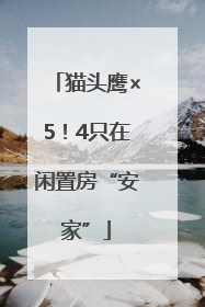 猫头鹰×5！4只在闲置房“安家”