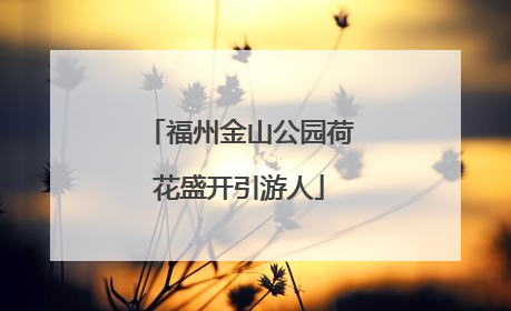 福州金山公园荷花盛开引游人