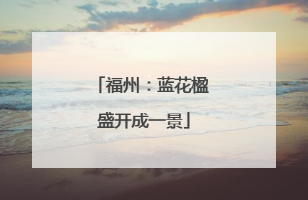 福州：蓝花楹盛开成一景