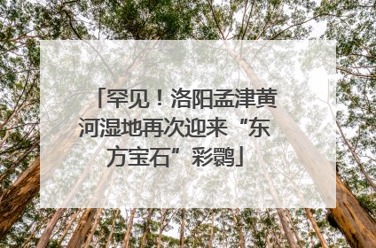 罕见！洛阳孟津黄河湿地再次迎来“东方宝石”彩鹮