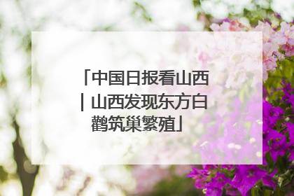 中国日报看山西｜山西发现东方白鹳筑巢繁殖