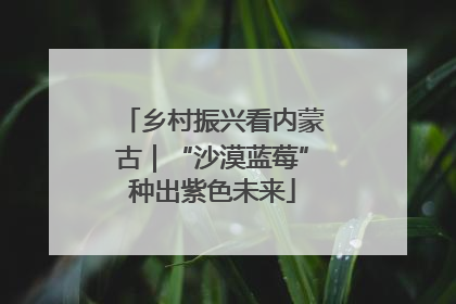 乡村振兴看内蒙古｜“沙漠蓝莓”种出紫色未来
