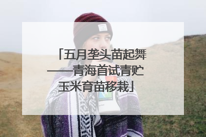五月垄头苗起舞——青海首试青贮玉米育苗移栽