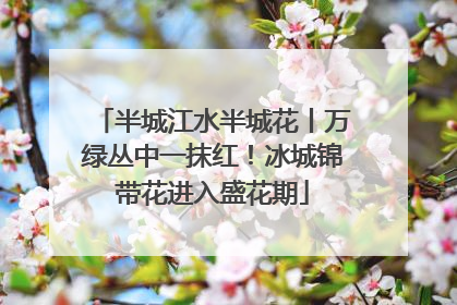 半城江水半城花丨万绿丛中一抹红！冰城锦带花进入盛花期