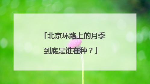 北京环路上的月季到底是谁在种？