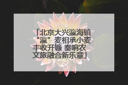 北京大兴瀛海镇“瀛”麦相承小麦丰收开镰 奏响农文旅融合新乐章
