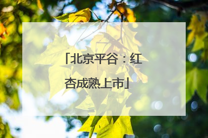 北京平谷：红杏成熟上市