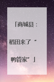 商城县：稻田来了“鸭管家”