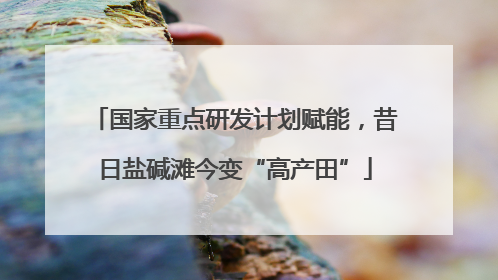 国家重点研发计划赋能，昔日盐碱滩今变“高产田”