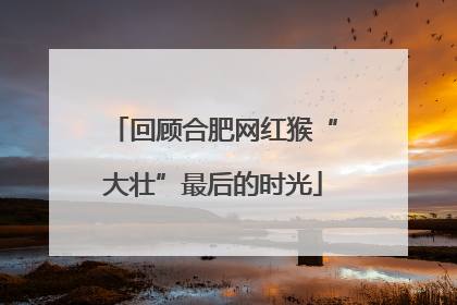 回顾合肥网红猴“大壮”最后的时光