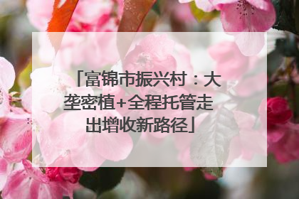 富锦市振兴村：大垄密植+全程托管走出增收新路径