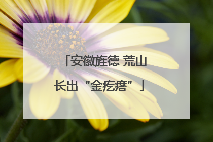 安徽旌德 荒山长出“金疙瘩”