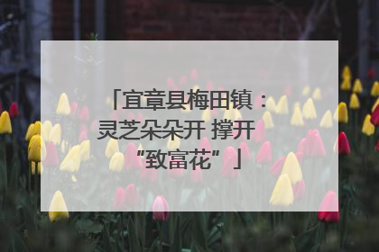 宜章县梅田镇：灵芝朵朵开 撑开“致富花”
