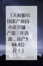 天府粮仓国家产业园小麦开镰：产量三年连涨，亩产584.3公斤！