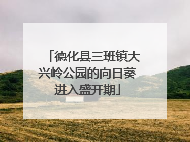 德化县三班镇大兴岭公园的向日葵进入盛开期