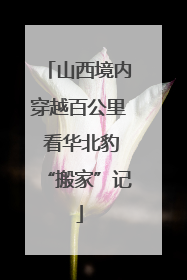 山西境内穿越百公里 看华北豹“搬家”记