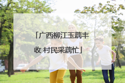 广西柳江玉藕丰收 村民采藕忙