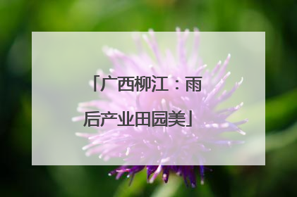 广西柳江：雨后产业田园美