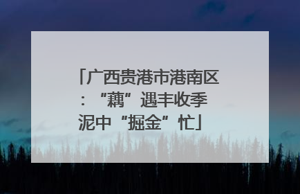 广西贵港市港南区：“藕”遇丰收季 泥中“掘金”忙