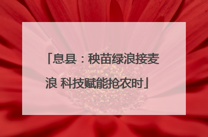 息县：秧苗绿浪接麦浪 科技赋能抢农时
