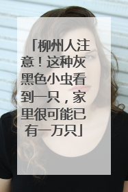 柳州人注意！这种灰黑色小虫看到一只，家里很可能已有一万只