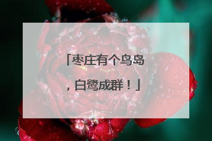 枣庄有个鸟岛，白鹭成群！