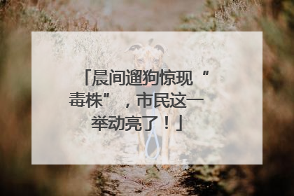 晨间遛狗惊现“毒株”，市民这一举动亮了！