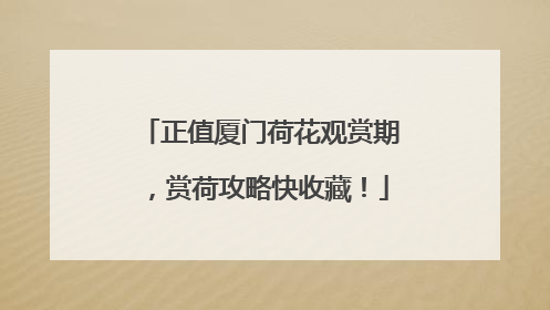 正值厦门荷花观赏期，赏荷攻略快收藏！
