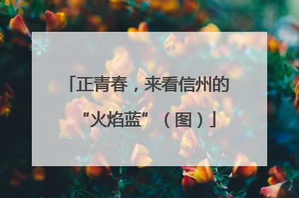 正青春，来看信州的“火焰蓝”（图）