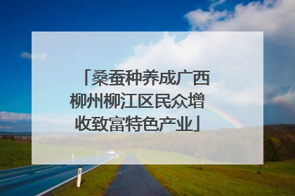 桑蚕种养成广西柳州柳江区民众增收致富特色产业