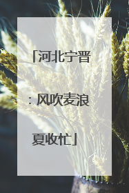 河北宁晋：风吹麦浪夏收忙