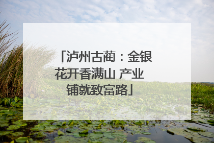 泸州古蔺：金银花开香满山 产业铺就致富路