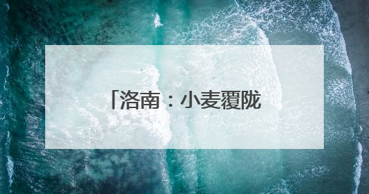 洛南：小麦覆陇黄 丰收好时节