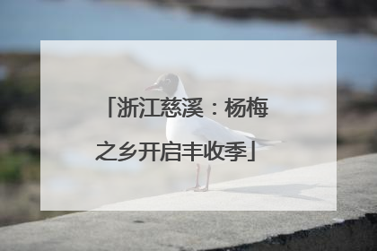 浙江慈溪：杨梅之乡开启丰收季