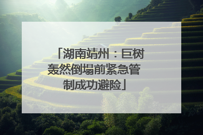 湖南靖州：巨树轰然倒塌前紧急管制成功避险