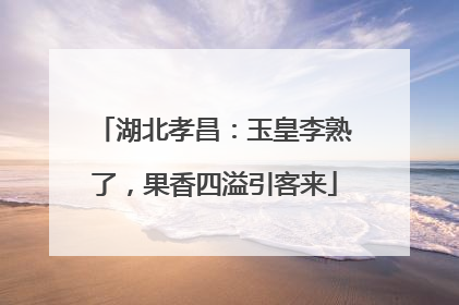 湖北孝昌：玉皇李熟了，果香四溢引客来