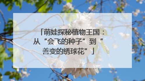 萌娃探秘植物王国：从“会飞的种子”到“善变的绣球花”