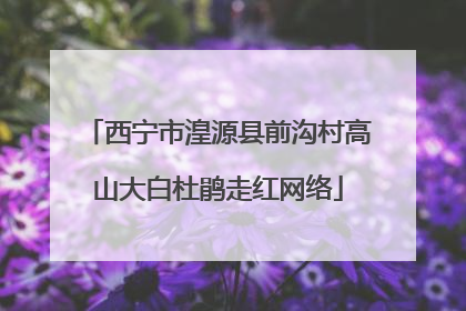 西宁市湟源县前沟村高山大白杜鹃走红网络