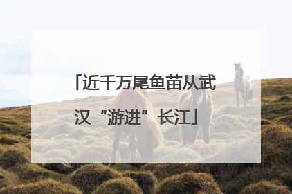 近千万尾鱼苗从武汉“游进”长江