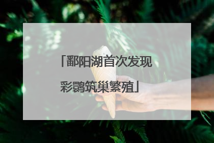 鄱阳湖首次发现彩鹮筑巢繁殖