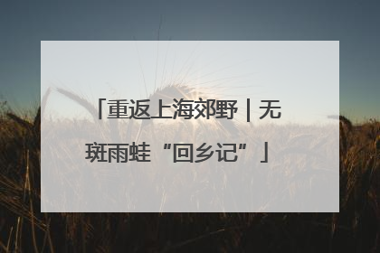 重返上海郊野｜无斑雨蛙“回乡记”