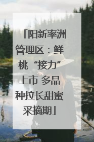 阳新率洲管理区：鲜桃“接力”上市 多品种拉长甜蜜采摘期