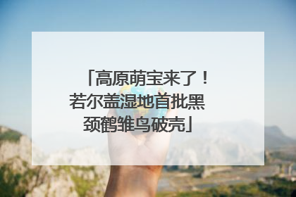 高原萌宝来了！若尔盖湿地首批黑颈鹤雏鸟破壳