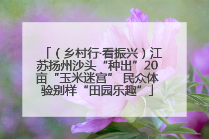 （乡村行·看振兴）江苏扬州沙头“种出”20亩“玉米迷宫” 民众体验别样“田园乐趣”