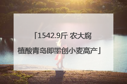 1542.9斤 农大腐植酸青岛即墨创小麦高产